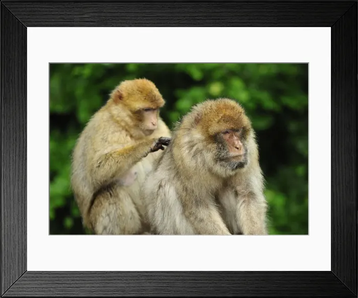 Framed Print : Picture No. 10909482 Framed Print : Picture No. 10909482