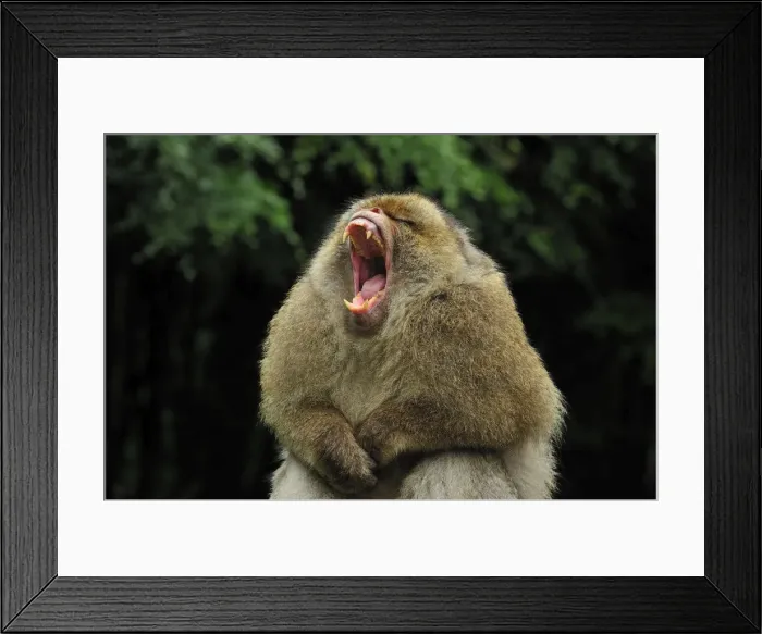 Framed Print : Picture No. 10909485 Framed Print : Picture No. 10909485