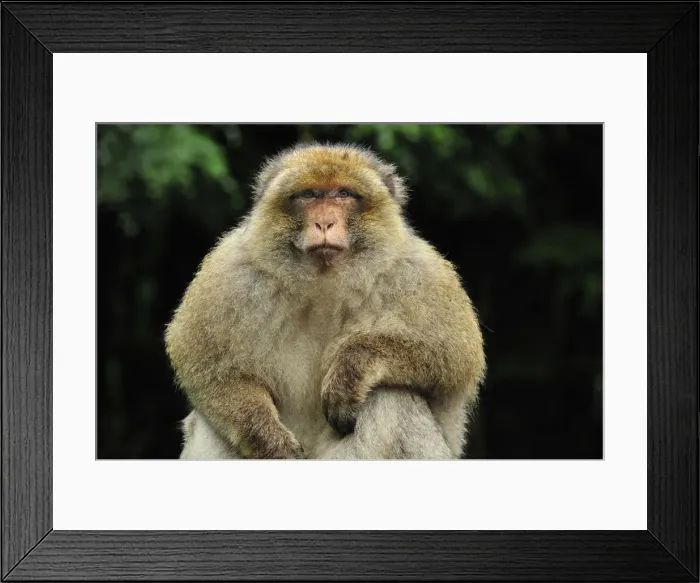 Framed Print : Picture No. 10909484 Framed Print : Picture No. 10909484