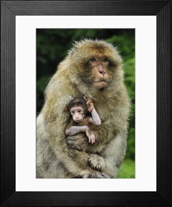 Framed Print : Picture No. 10909488 Framed Print : Picture No. 10909488