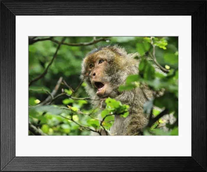 Framed Print : Picture No. 10909489 Framed Print : Picture No. 10909489