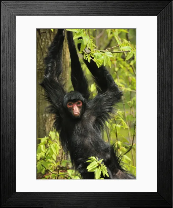 Framed Print : Picture No. 10909492 Framed Print : Picture No. 10909492