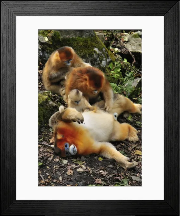 Framed Print : Picture No. 10909495 Framed Print : Picture No. 10909495