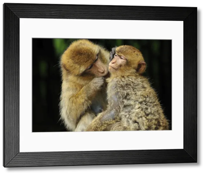Framed Print : Picture No. 10909490 Framed Print : Picture No. 10909490