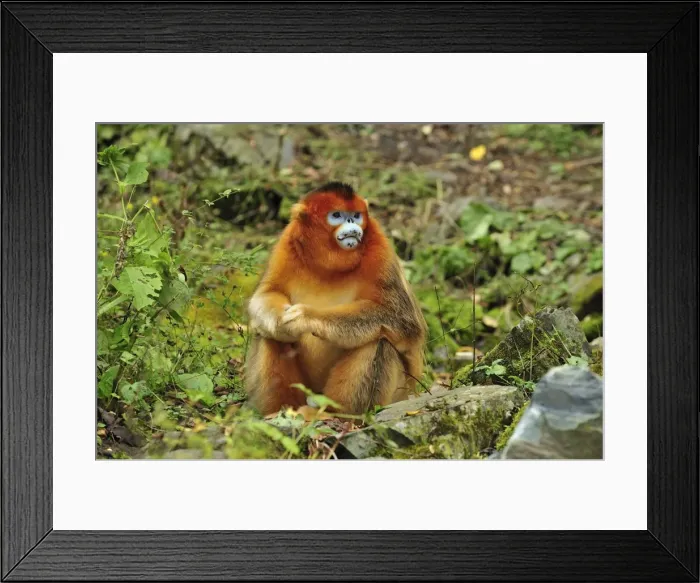 Framed Print : Picture No. 10909497 Framed Print : Picture No. 10909497