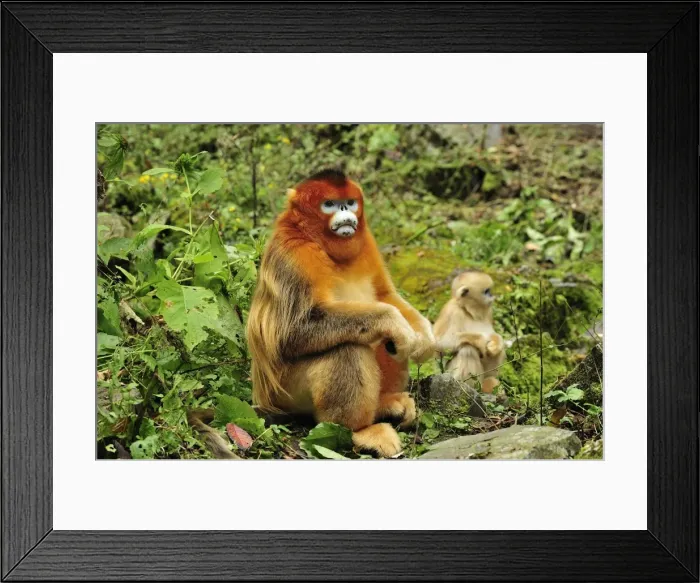 Framed Print : Picture No. 10909500 Framed Print : Picture No. 10909500