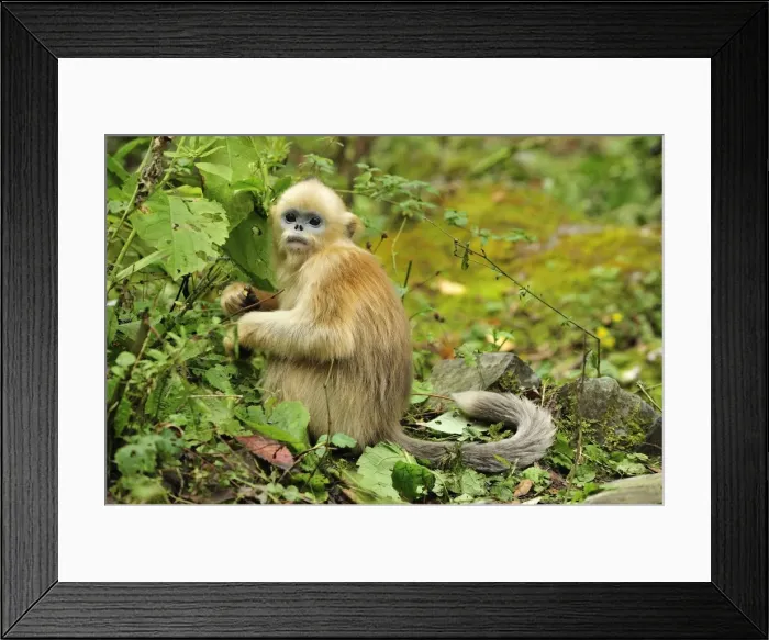 Framed Print : Picture No. 10909499 Framed Print : Picture No. 10909499
