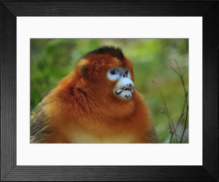 Framed Print : Picture No. 10909504 Framed Print : Picture No. 10909504