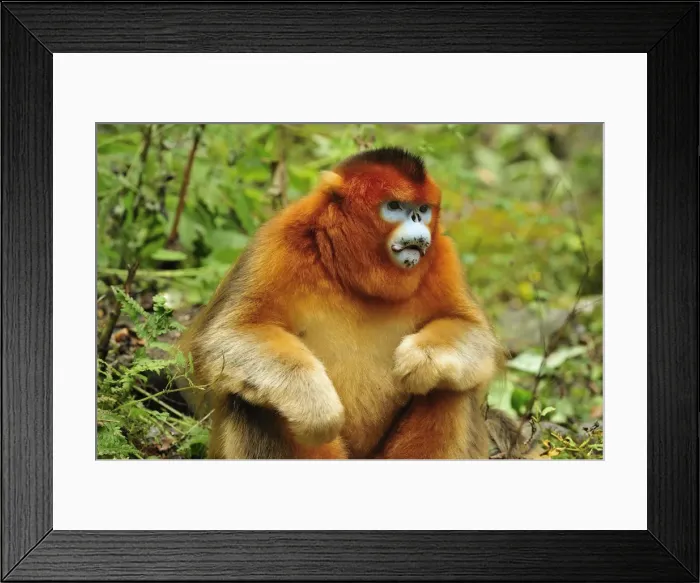Framed Print : Picture No. 10909498 Framed Print : Picture No. 10909498