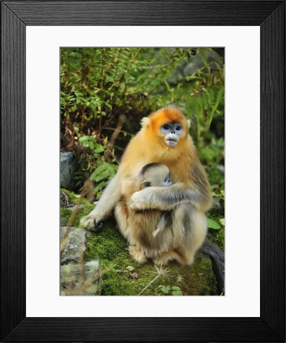 Framed Print : Picture No. 10909502 Framed Print : Picture No. 10909502