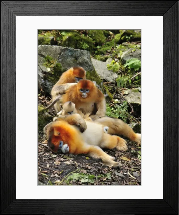 Framed Print : Picture No. 10909496 Framed Print : Picture No. 10909496
