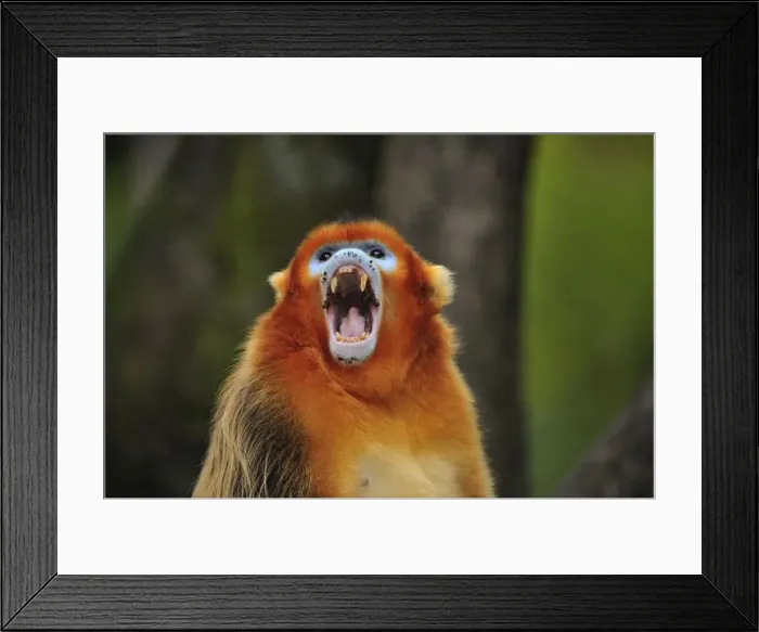 Framed Print : Picture No. 10909510 Framed Print : Picture No. 10909510