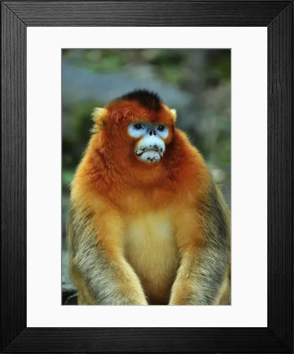 Framed Print : Picture No. 10909507 Framed Print : Picture No. 10909507