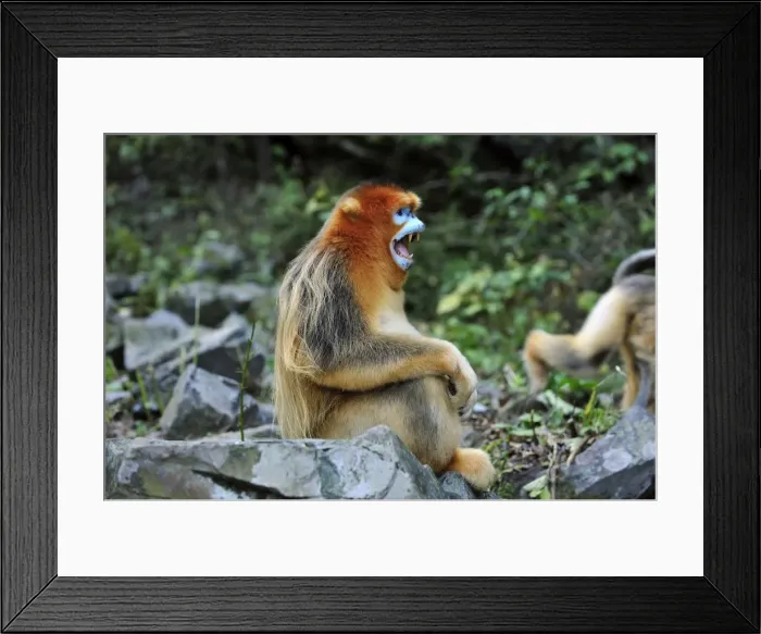 Framed Print : Picture No. 10909509 Framed Print : Picture No. 10909509