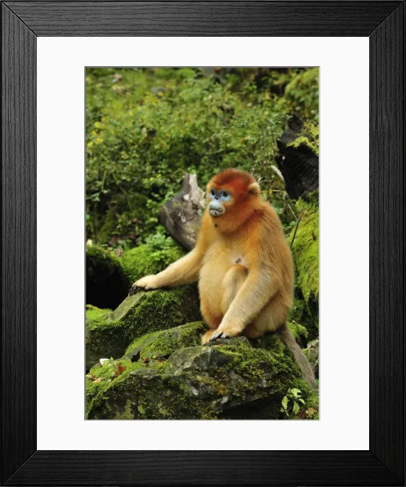 Framed Print : Picture No. 10909511 Framed Print : Picture No. 10909511