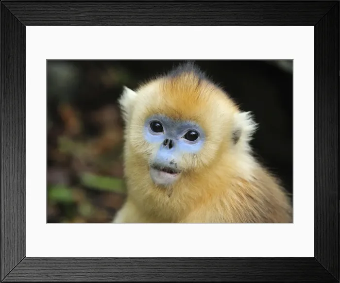 Framed Print : Picture No. 10909515 Framed Print : Picture No. 10909515
