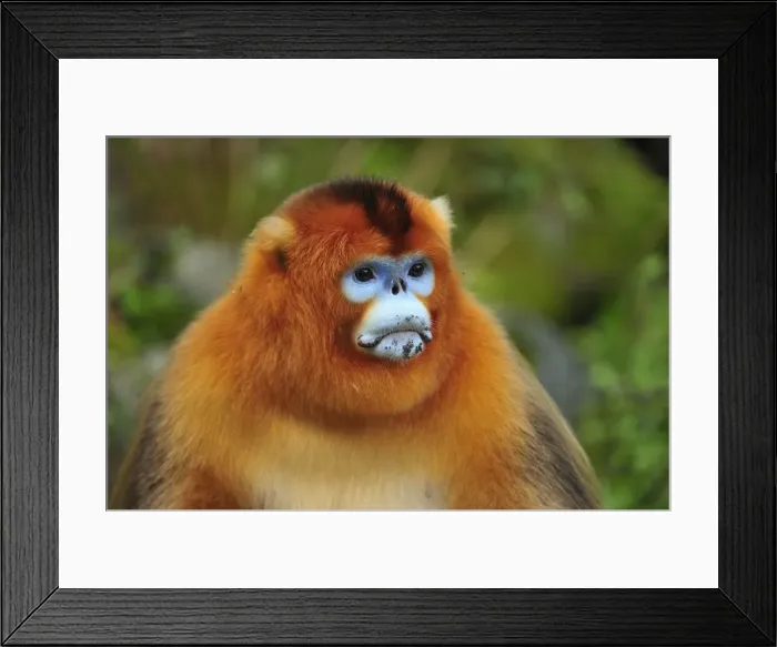 Framed Print : Picture No. 10909516 Framed Print : Picture No. 10909516