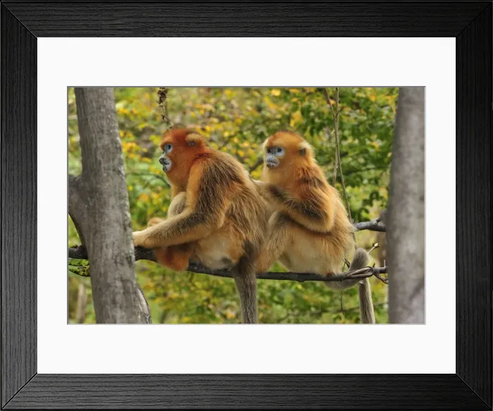 Framed Print : Picture No. 10909519 Framed Print : Picture No. 10909519