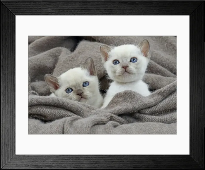 Framed Print : Picture No. 10897153 Framed Print : Picture No. 10897153