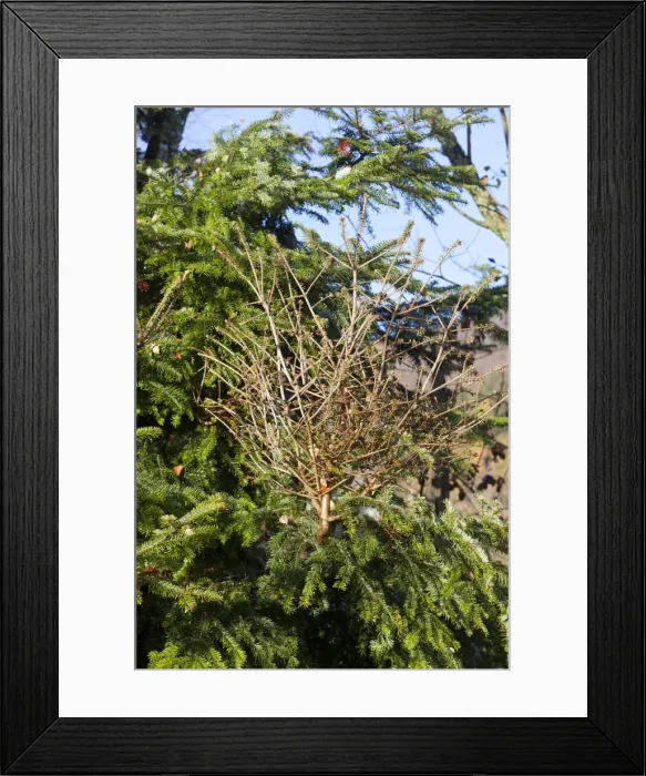 Framed Print : Picture No. 10897150 Framed Print : Picture No. 10897150