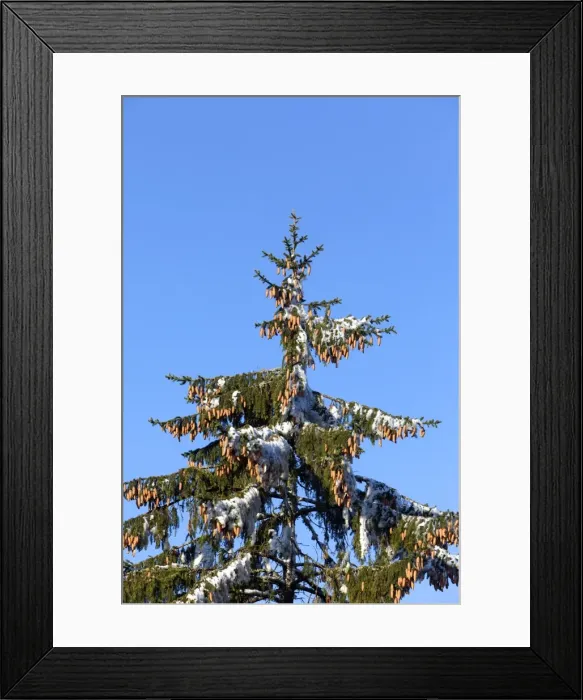 Framed Print : Picture No. 10897149
