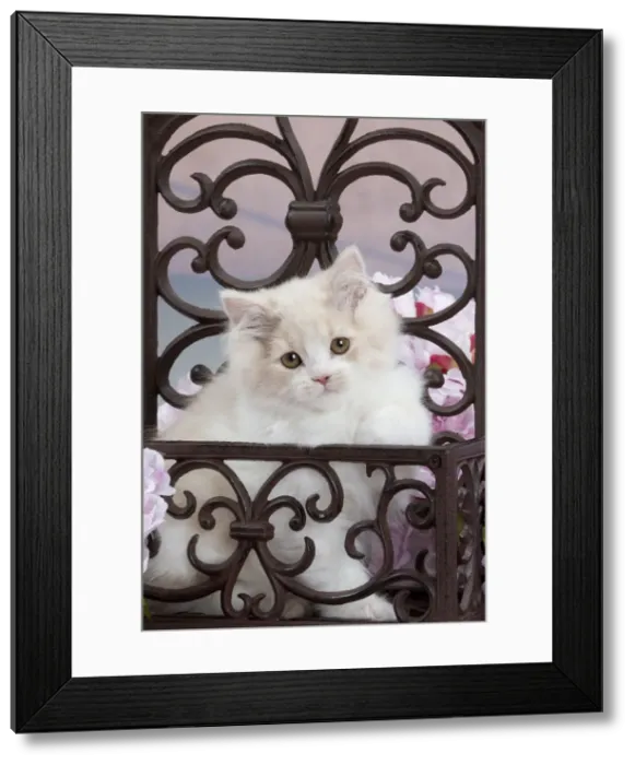 Framed Print : Picture No. 10897158 Framed Print : Picture No. 10897158