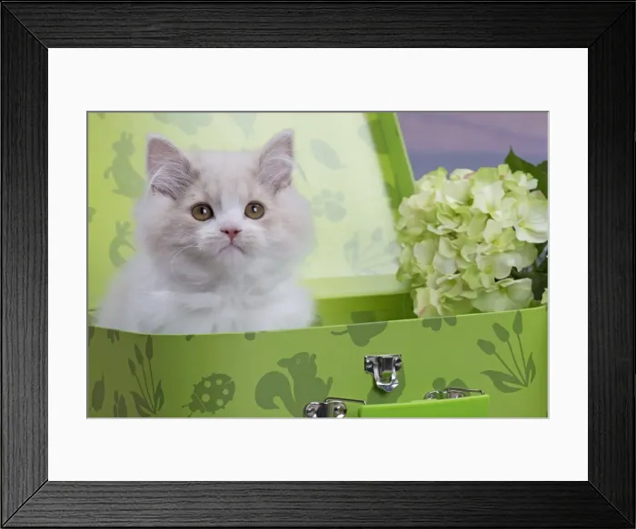 Framed Print : Picture No. 10897155 Framed Print : Picture No. 10897155