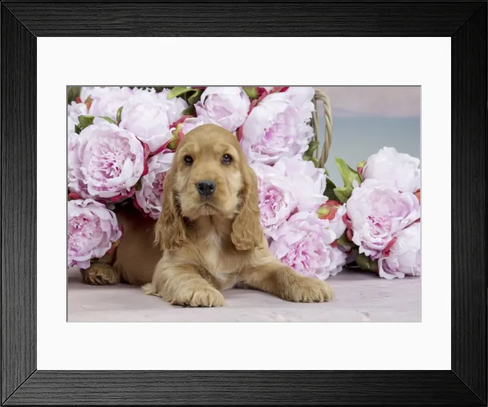 Framed Print : Picture No. 10897156 Framed Print : Picture No. 10897156