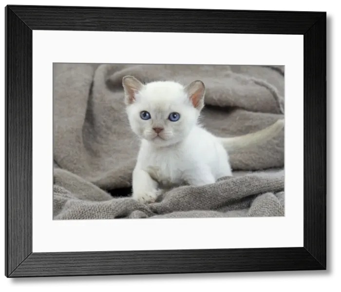 Framed Print : Picture No. 10897154 Framed Print : Picture No. 10897154