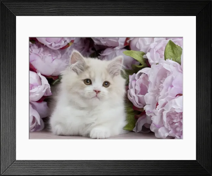 Framed Print : Picture No. 10897157