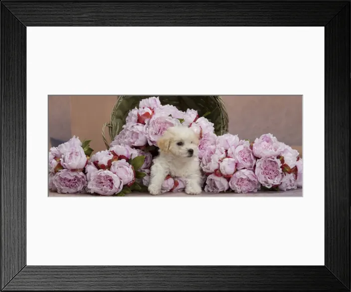 Framed Print : Picture No. 10897163 Framed Print : Picture No. 10897163