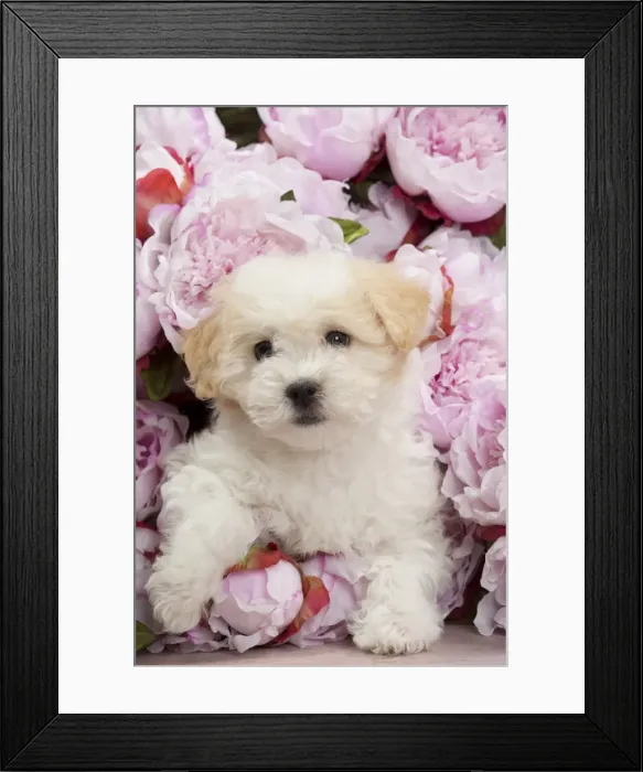 Framed Print : Picture No. 10897162 Framed Print : Picture No. 10897162