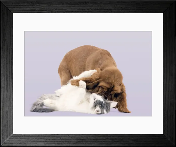 Framed Print : Picture No. 10897165 Framed Print : Picture No. 10897165