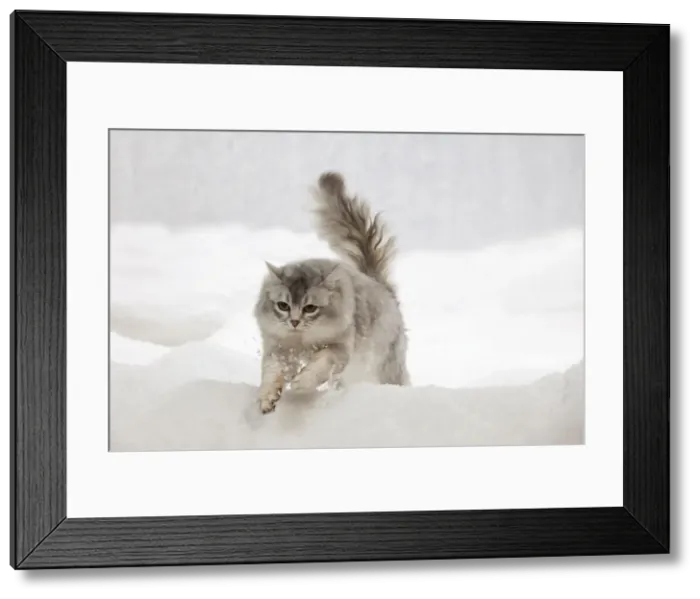 Framed Print : Picture No. 10897170 Framed Print : Picture No. 10897170