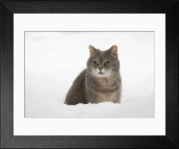 Framed Print : Picture No. 10897171 Framed Print : Picture No. 10897171
