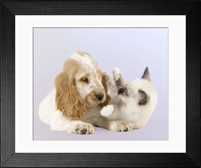 Framed Print : Picture No. 10897167 Framed Print : Picture No. 10897167