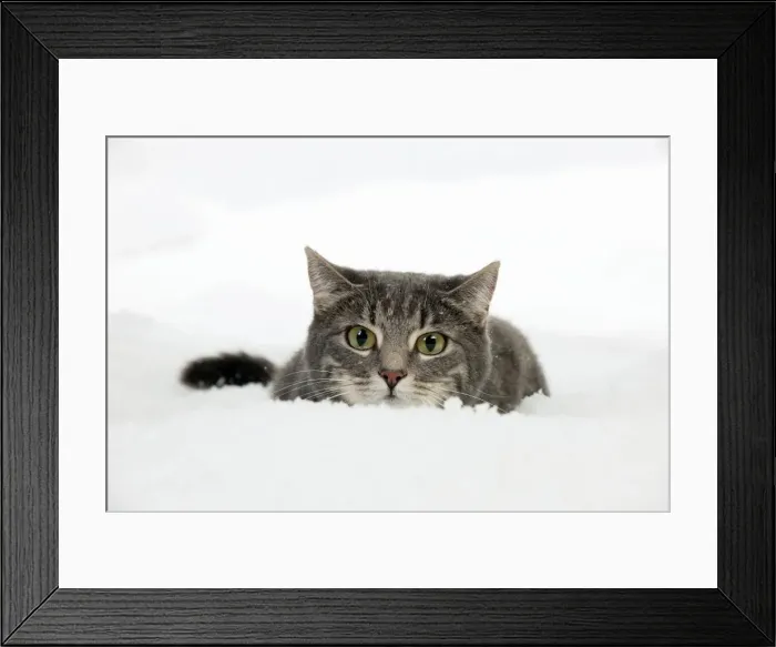 Framed Print : Picture No. 10897169 Framed Print : Picture No. 10897169