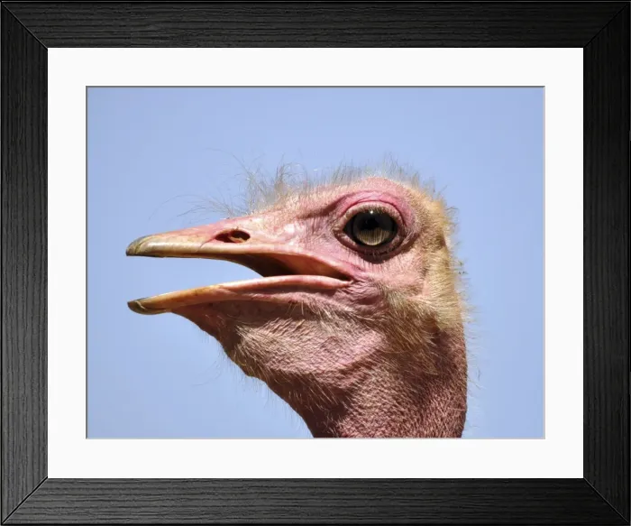 Framed Print : Picture No. 10897174 Framed Print : Picture No. 10897174