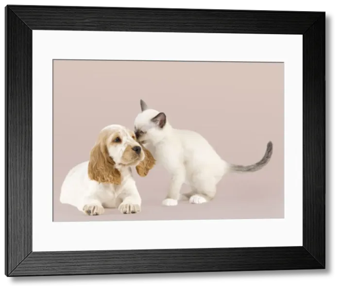 Framed Print : Picture No. 10897176 Framed Print : Picture No. 10897176