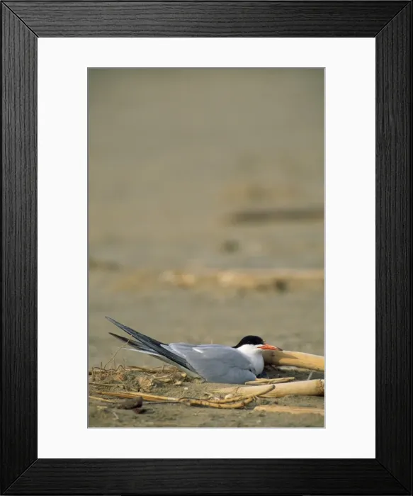 Framed Print : Picture No. 10897175 Framed Print : Picture No. 10897175
