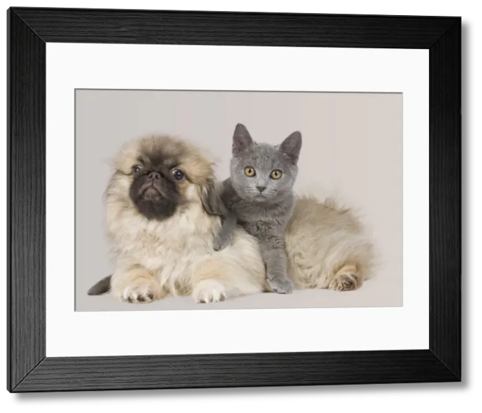 Framed Print : Picture No. 10897173 Framed Print : Picture No. 10897173