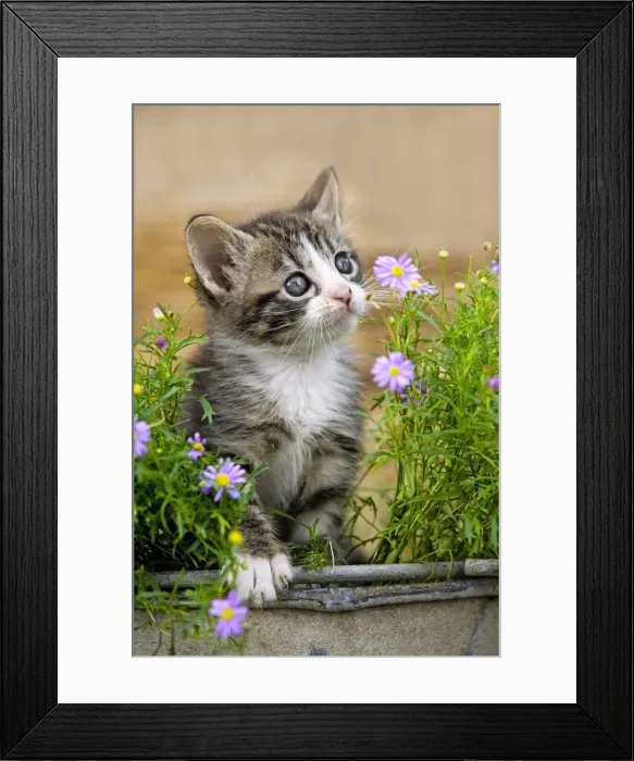 Framed Print : Picture No. 10897197 Framed Print : Picture No. 10897197