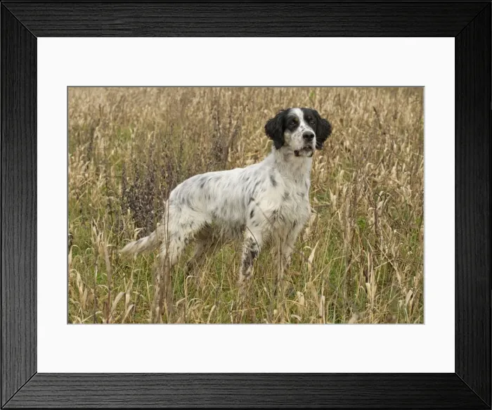 Framed Print : Picture No. 10897192 Framed Print : Picture No. 10897192