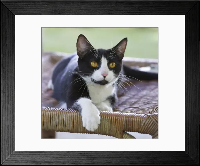 Framed Print : Picture No. 10897204 Framed Print : Picture No. 10897204
