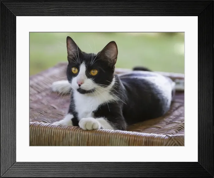 Framed Print : Picture No. 10897202 Framed Print : Picture No. 10897202