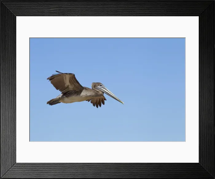 Framed Print : Picture No. 10897211 Framed Print : Picture No. 10897211