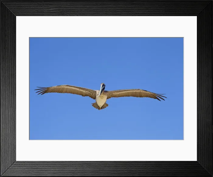 Framed Print : Picture No. 10897213 Framed Print : Picture No. 10897213