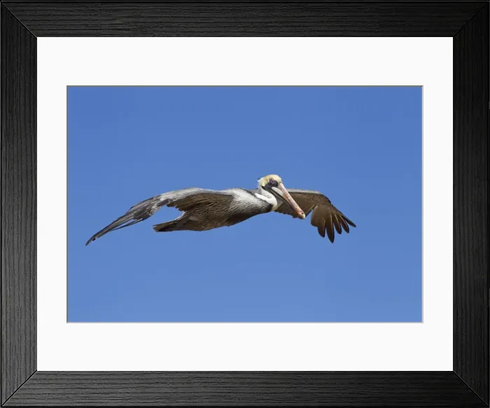 Framed Print : Picture No. 10897212 Framed Print : Picture No. 10897212