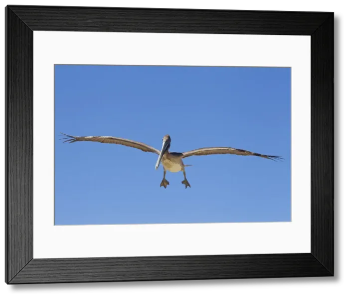 Framed Print : Picture No. 10897215 Framed Print : Picture No. 10897215