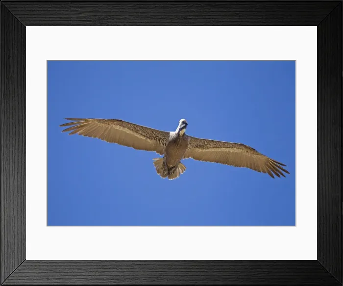 Framed Print : Picture No. 10897216 Framed Print : Picture No. 10897216